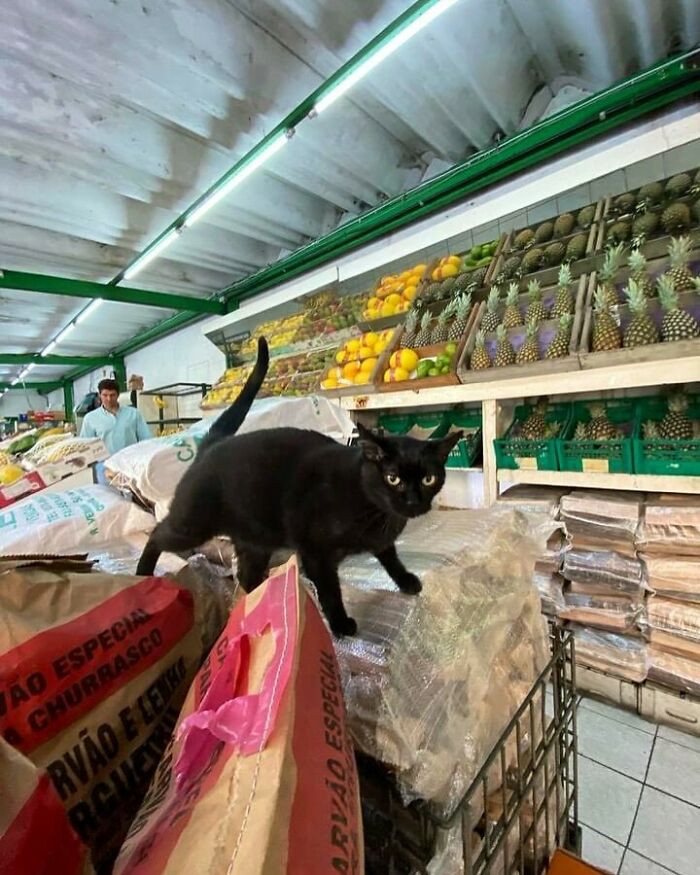 56 Cute Photos Of Bodega Cats That Feel Like Masters Of The Shops