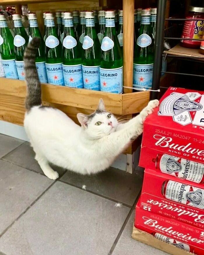 56 Cute Photos Of Bodega Cats That Feel Like Masters Of The Shops