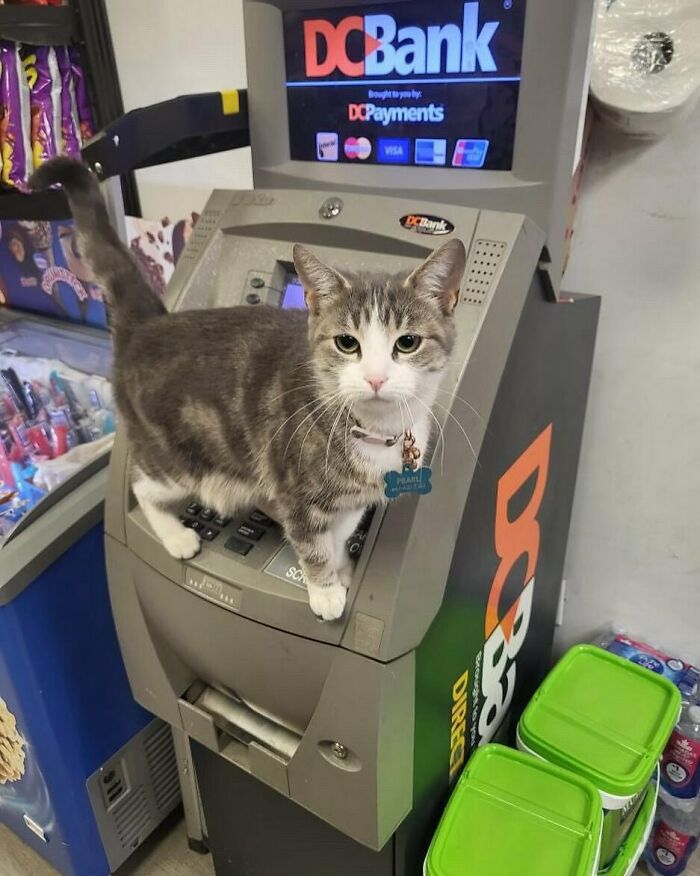 56 Cute Photos Of Bodega Cats That Feel Like Masters Of The Shops