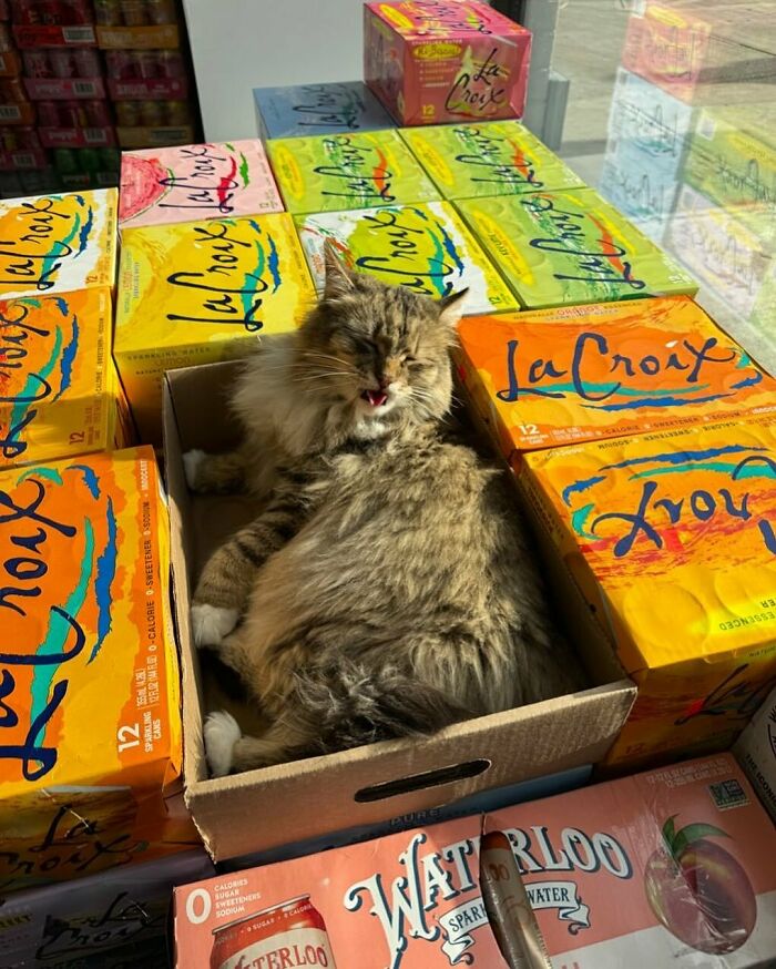 56 Cute Photos Of Bodega Cats That Feel Like Masters Of The Shops