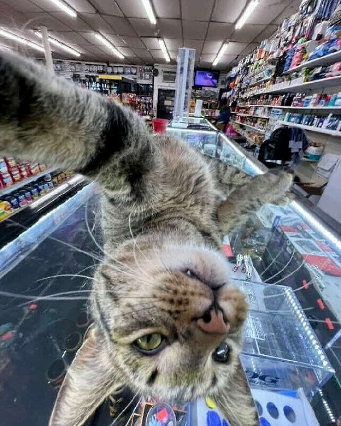 56 Cute Photos Of Bodega Cats That Feel Like Masters Of The Shops