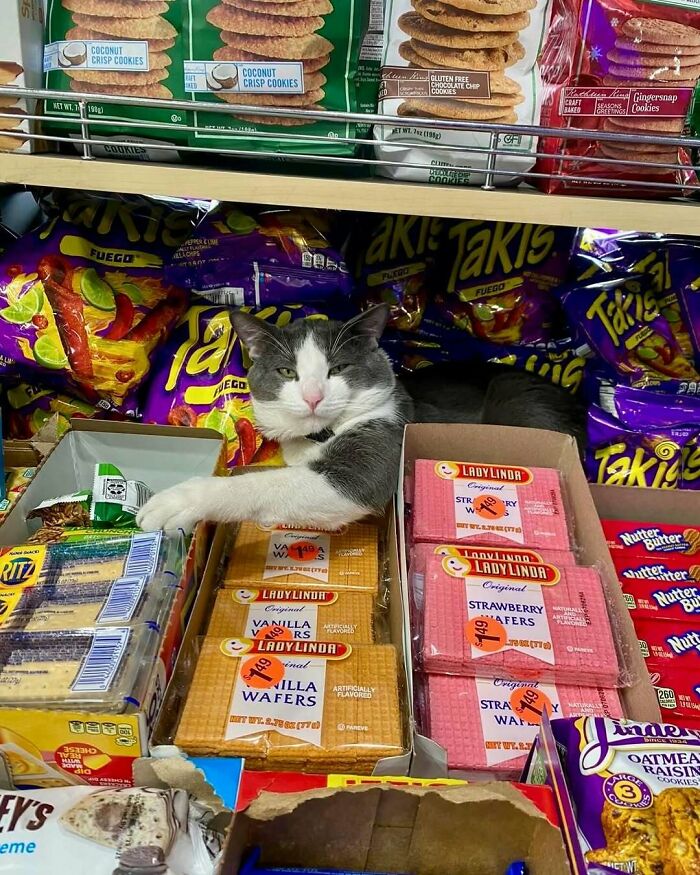 56 Cute Photos Of Bodega Cats That Feel Like Masters Of The Shops