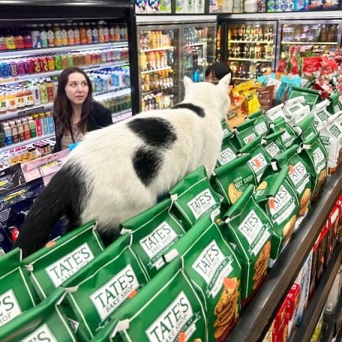 56 Cute Photos Of Bodega Cats That Feel Like Masters Of The Shops