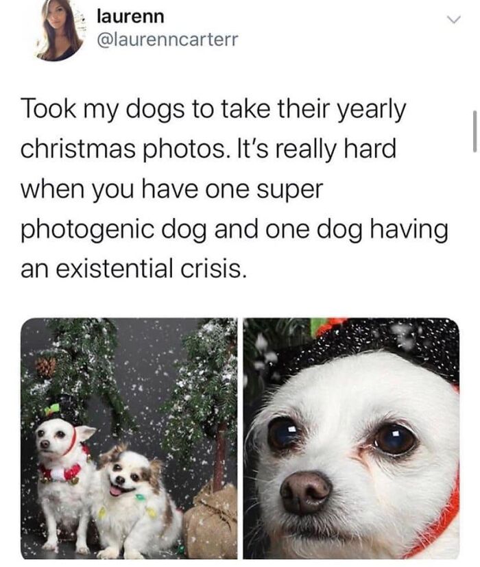 50 Funny Christmas Memes