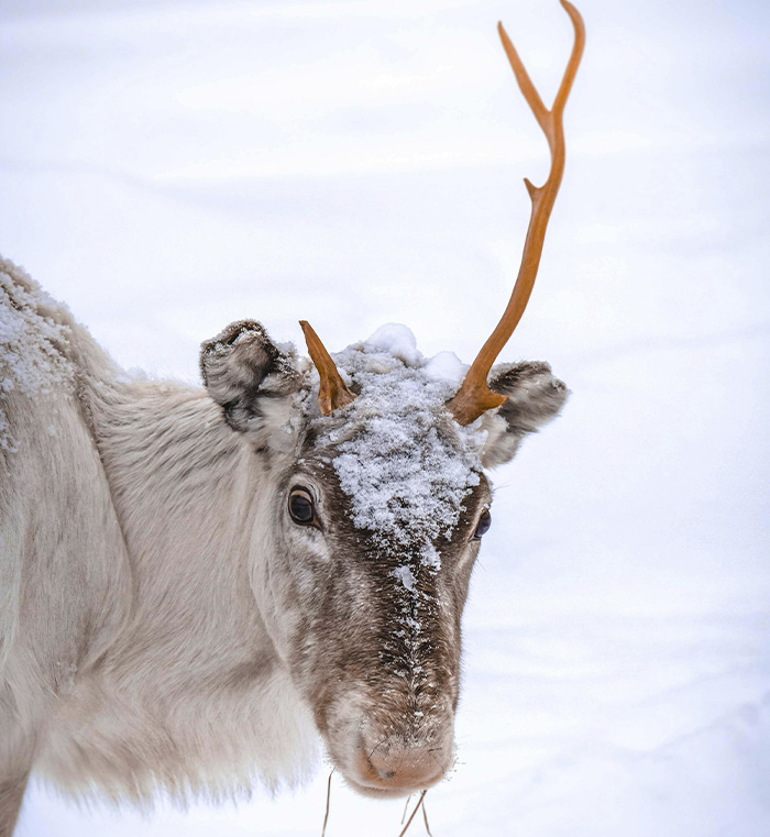The Internet Is Losing It After Neil deGrasse Tyson Explains Gender Of Santa’s Reindeer Rudolph
