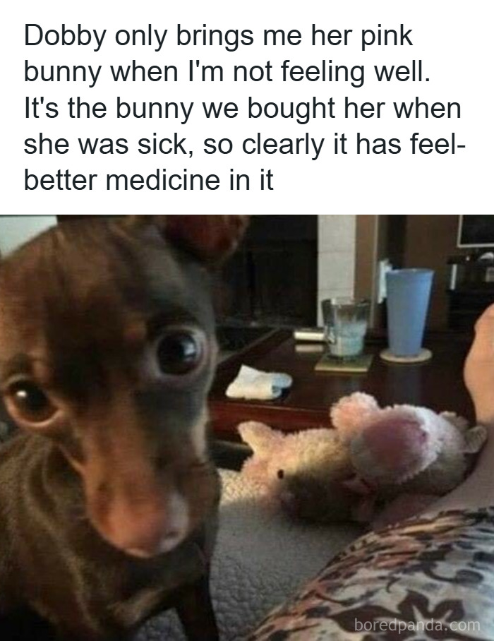 103 Funny And Wholesome Posts Featuring Animals To Cleanse Your Feed 103 Funny And Wholesome Posts Featuring Animals To Cleanse Your Feed