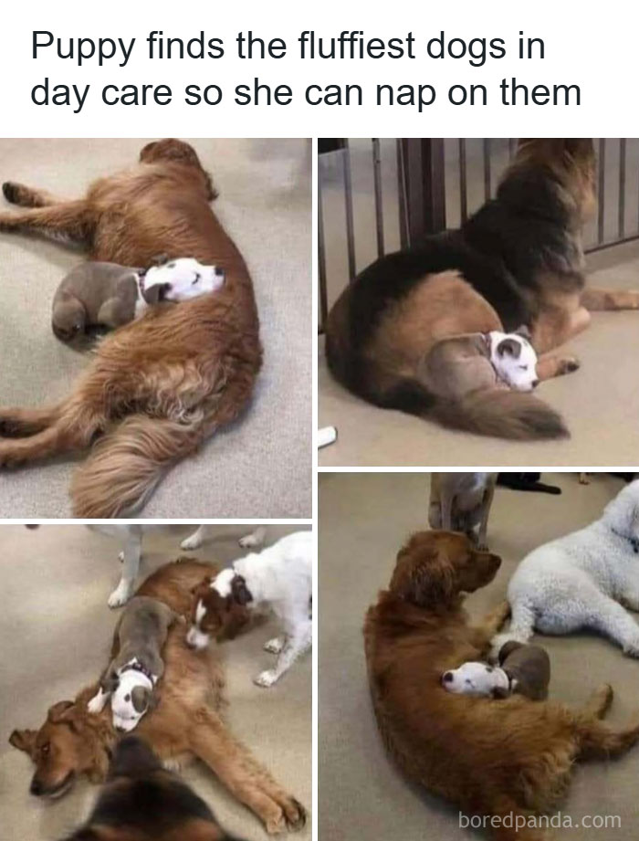 103 Funny And Wholesome Posts Featuring Animals To Cleanse Your Feed 103 Funny And Wholesome Posts Featuring Animals To Cleanse Your Feed