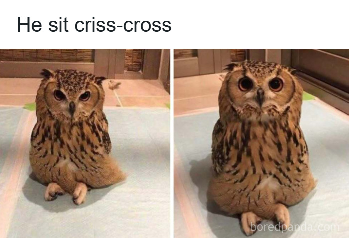 103 Funny And Wholesome Posts Featuring Animals To Cleanse Your Feed 103 Funny And Wholesome Posts Featuring Animals To Cleanse Your Feed
