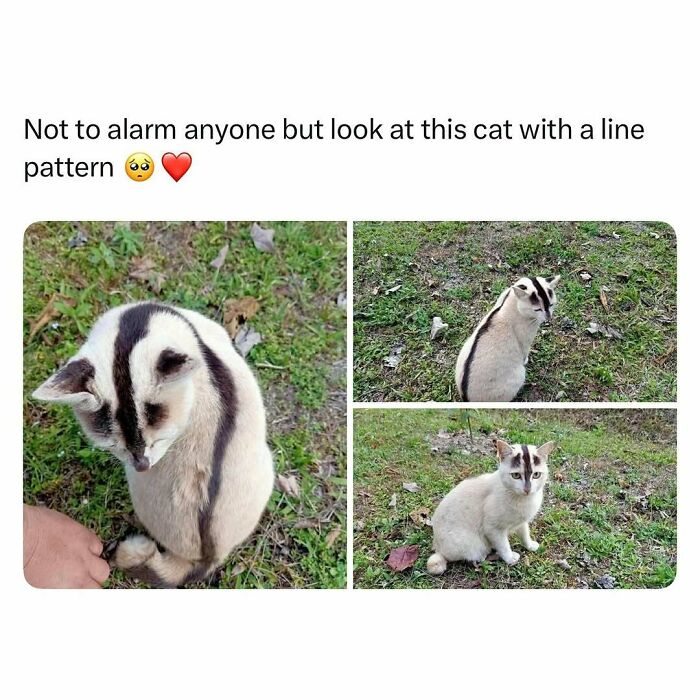 103 Funny And Wholesome Posts Featuring Animals To Cleanse Your Feed 103 Funny And Wholesome Posts Featuring Animals To Cleanse Your Feed