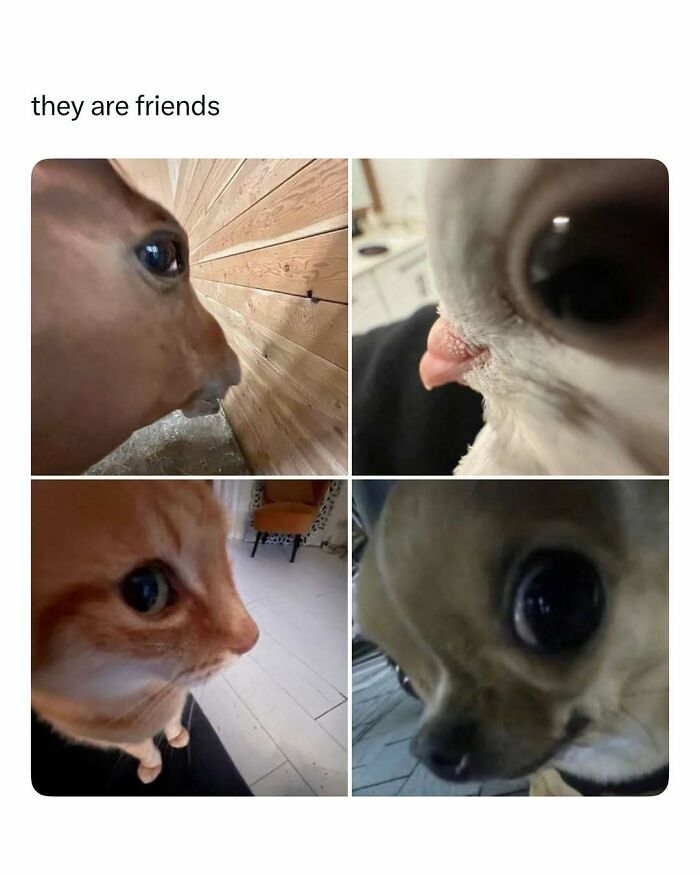 103 Funny And Wholesome Posts Featuring Animals To Cleanse Your Feed 103 Funny And Wholesome Posts Featuring Animals To Cleanse Your Feed