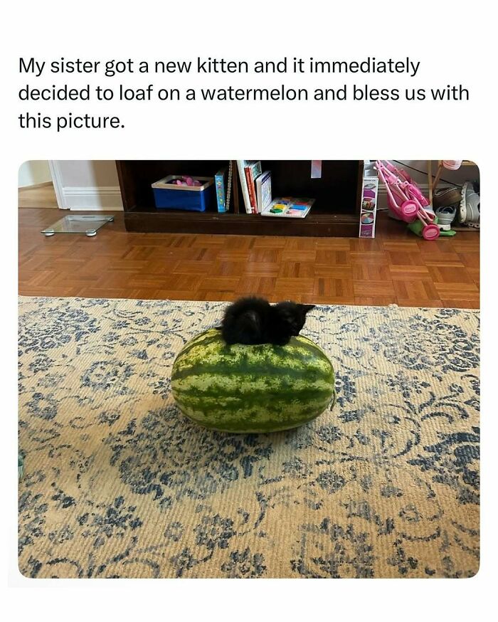 103 Funny And Wholesome Posts Featuring Animals To Cleanse Your Feed 103 Funny And Wholesome Posts Featuring Animals To Cleanse Your Feed