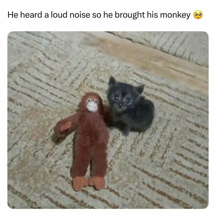 103 Funny And Wholesome Posts Featuring Animals To Cleanse Your Feed 103 Funny And Wholesome Posts Featuring Animals To Cleanse Your Feed
