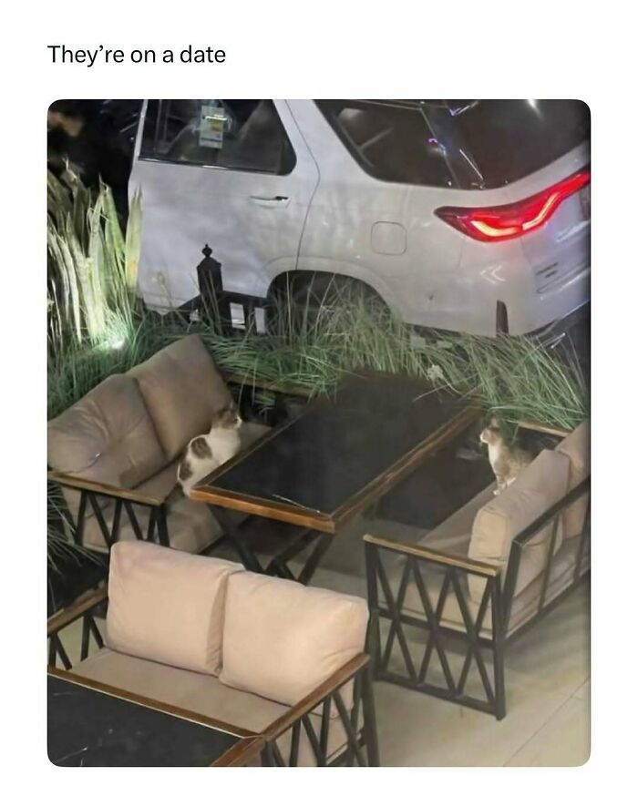 103 Funny And Wholesome Posts Featuring Animals To Cleanse Your Feed 103 Funny And Wholesome Posts Featuring Animals To Cleanse Your Feed