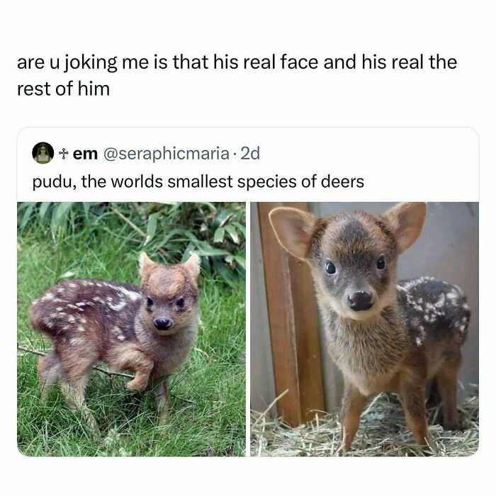 103 Funny And Wholesome Posts Featuring Animals To Cleanse Your Feed 103 Funny And Wholesome Posts Featuring Animals To Cleanse Your Feed