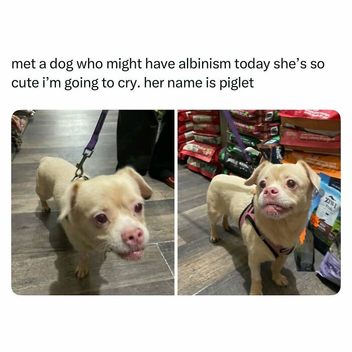 103 Funny And Wholesome Posts Featuring Animals To Cleanse Your Feed 103 Funny And Wholesome Posts Featuring Animals To Cleanse Your Feed