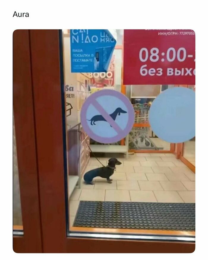 103 Funny And Wholesome Posts Featuring Animals To Cleanse Your Feed 103 Funny And Wholesome Posts Featuring Animals To Cleanse Your Feed