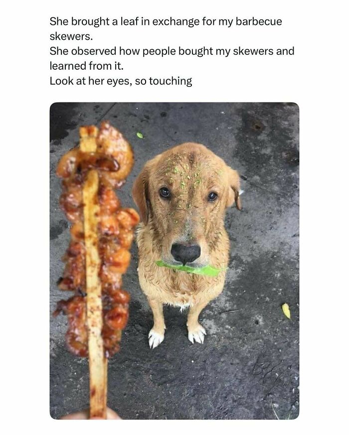 103 Funny And Wholesome Posts Featuring Animals To Cleanse Your Feed 103 Funny And Wholesome Posts Featuring Animals To Cleanse Your Feed