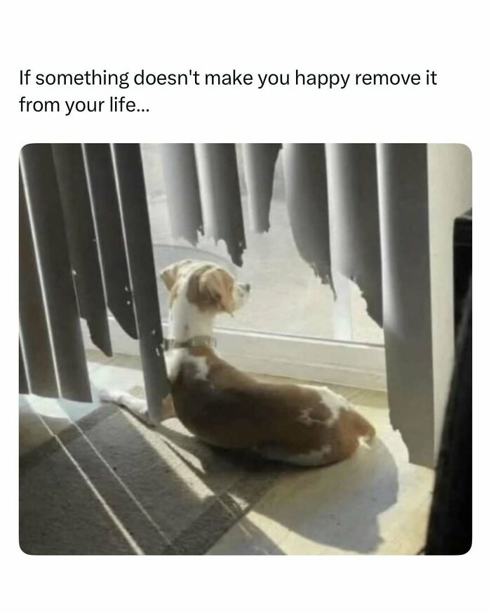 103 Funny And Wholesome Posts Featuring Animals To Cleanse Your Feed 103 Funny And Wholesome Posts Featuring Animals To Cleanse Your Feed