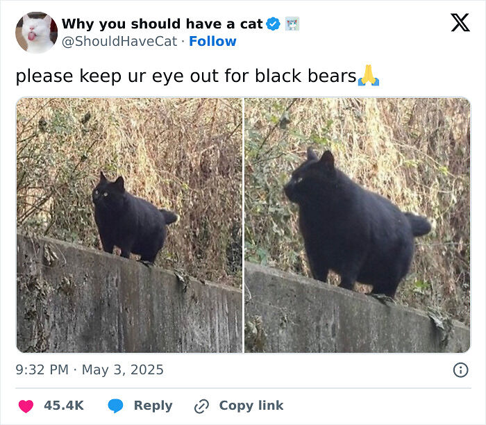 50 Cat Memes That Might Make Your Holidays Way More Special