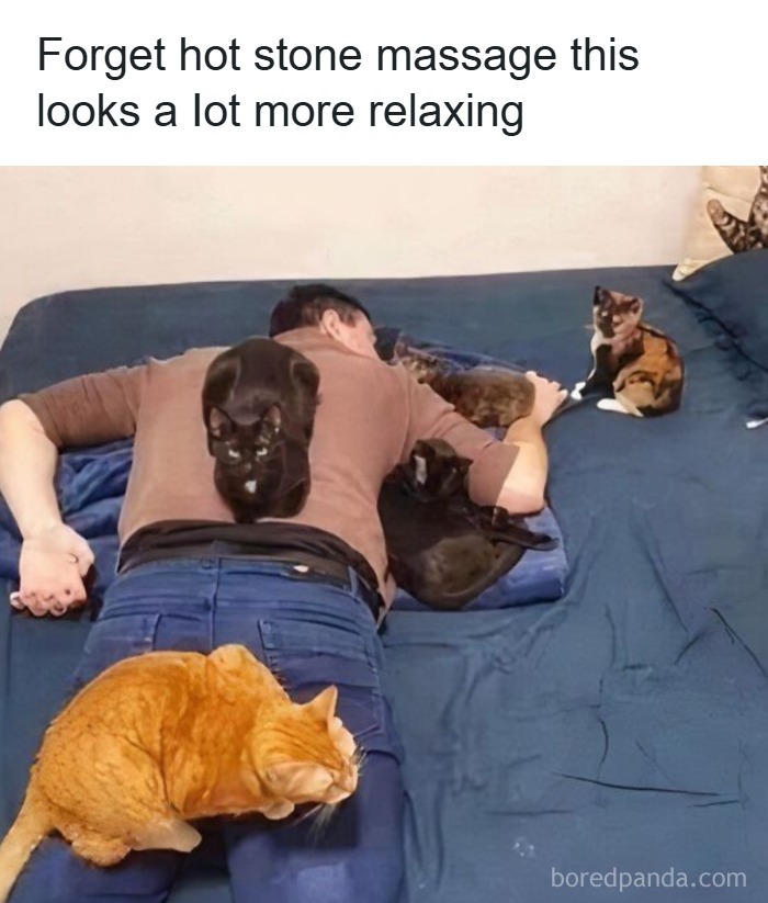50 Cat Memes That Might Make Your Holidays Way More Special