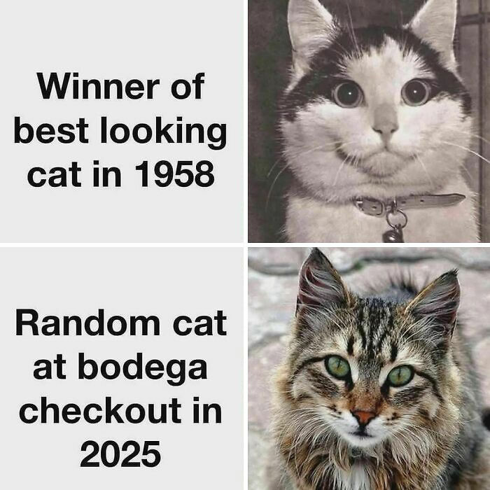 50 Cat Memes That Might Make Your Holidays Way More Special