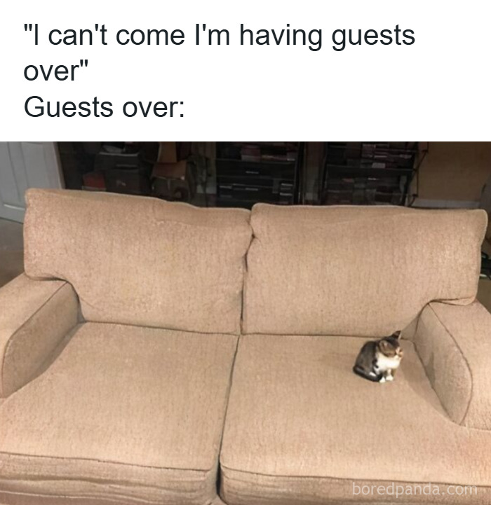 50 Cat Memes That Might Make Your Holidays Way More Special