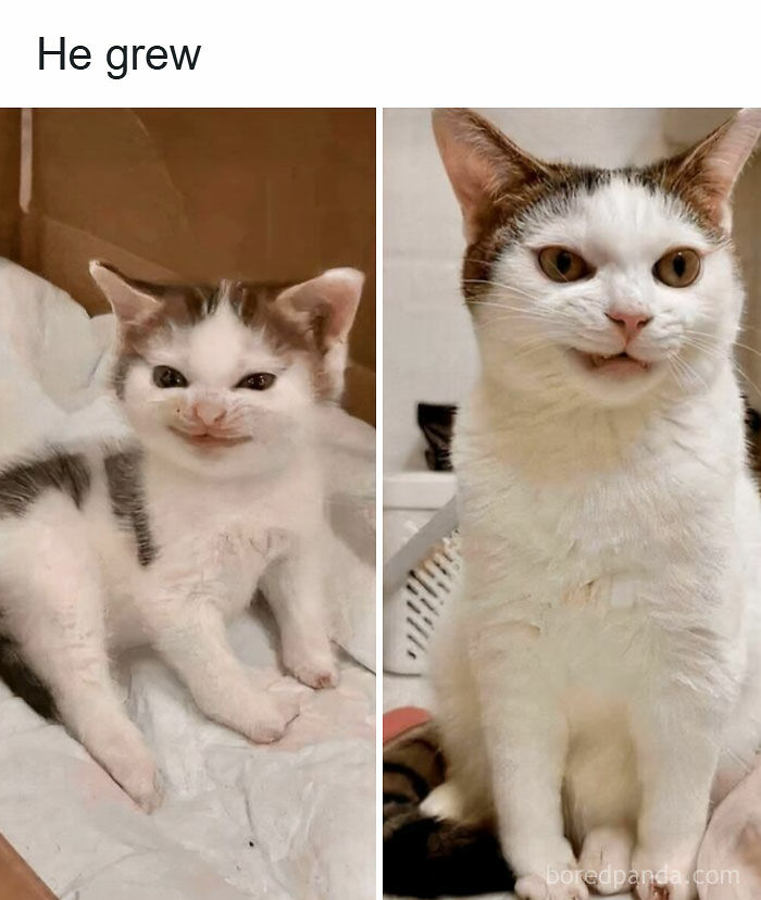 50 Cat Memes That Might Make Your Holidays Way More Special