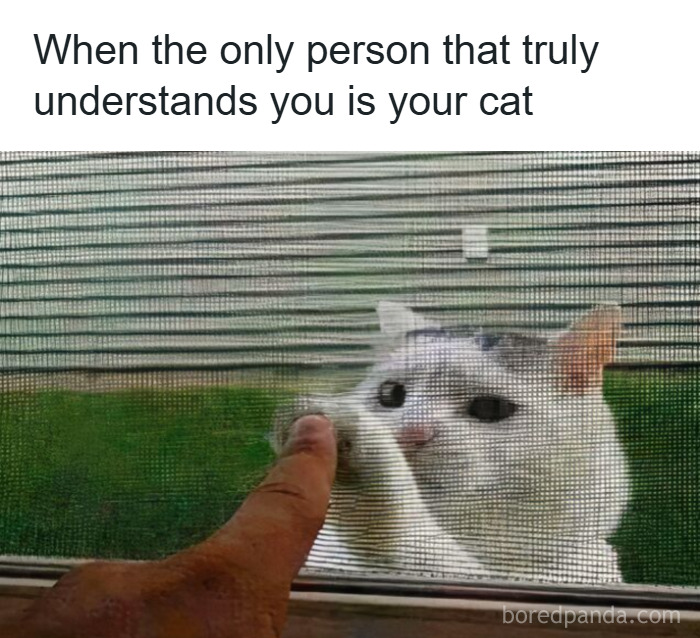 50 Cat Memes That Might Make Your Holidays Way More Special