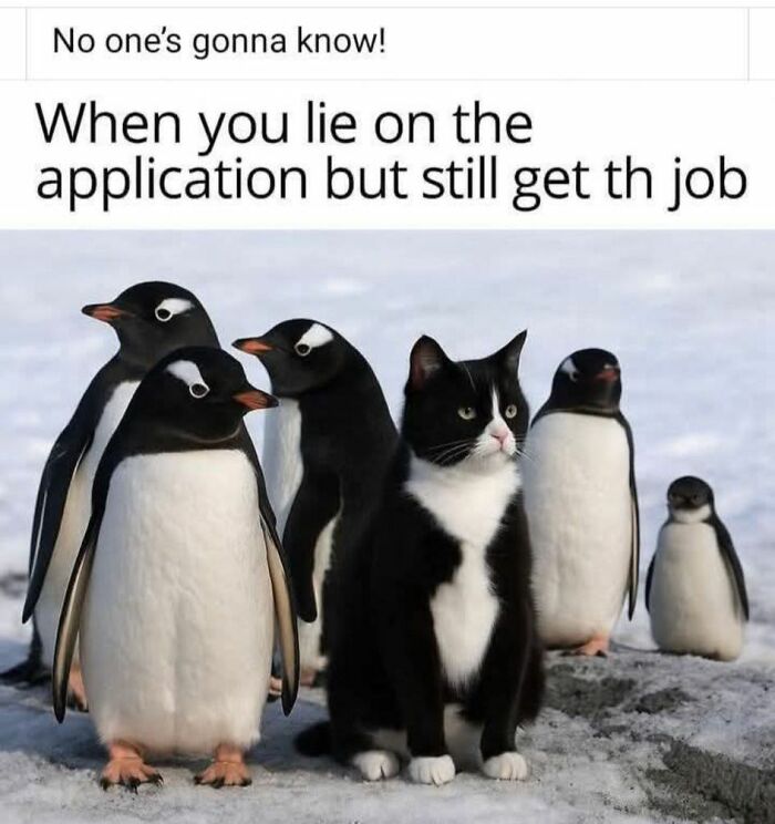 50 Cat Memes That Might Make Your Holidays Way More Special