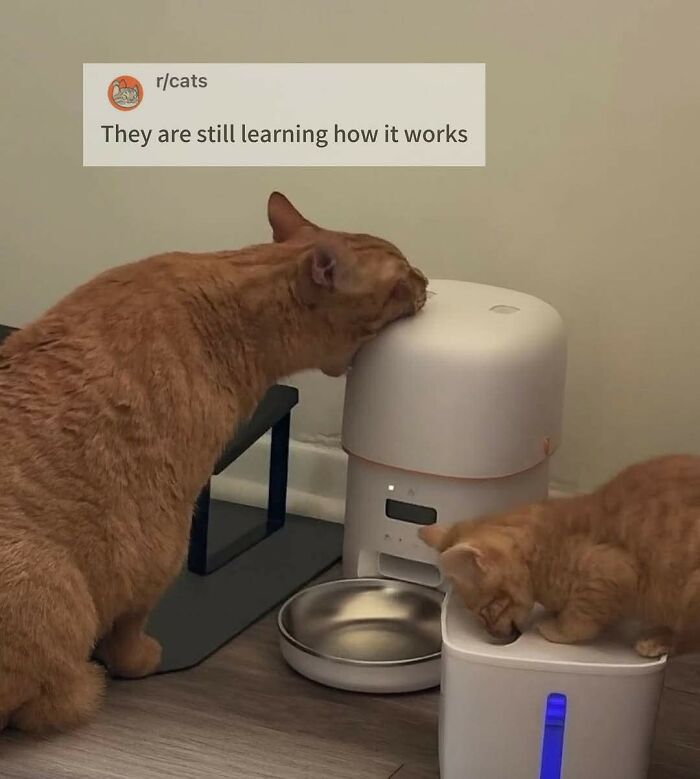 50 Cat Memes That Might Make Your Holidays Way More Special
