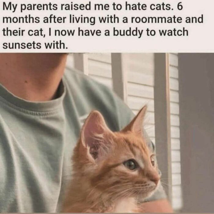 50 Cat Memes That Might Make Your Holidays Way More Special