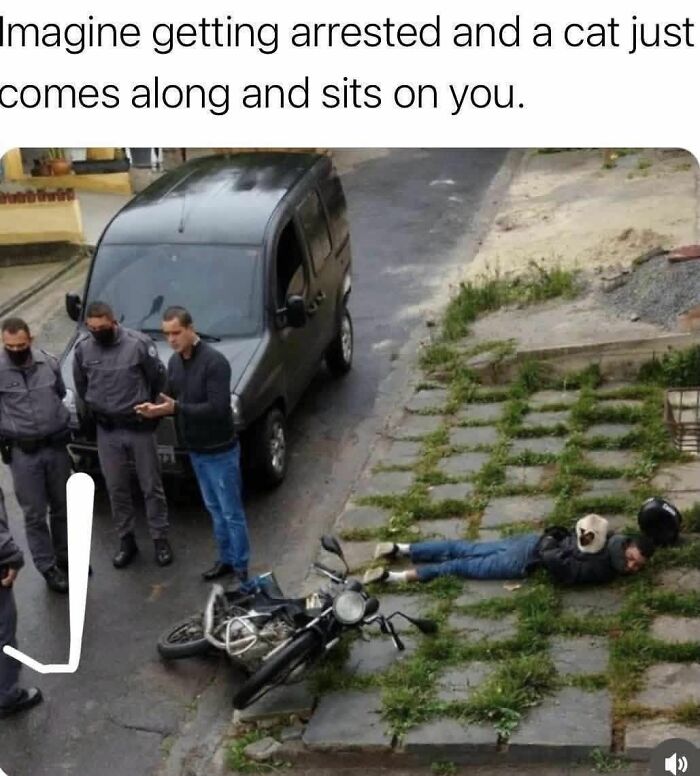 50 Cat Memes That Might Make Your Holidays Way More Special