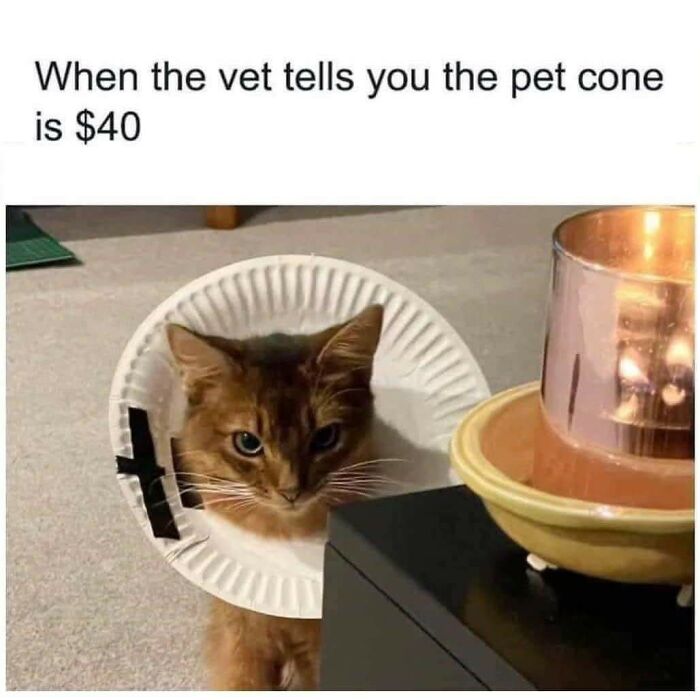 50 Cat Memes That Might Make Your Holidays Way More Special