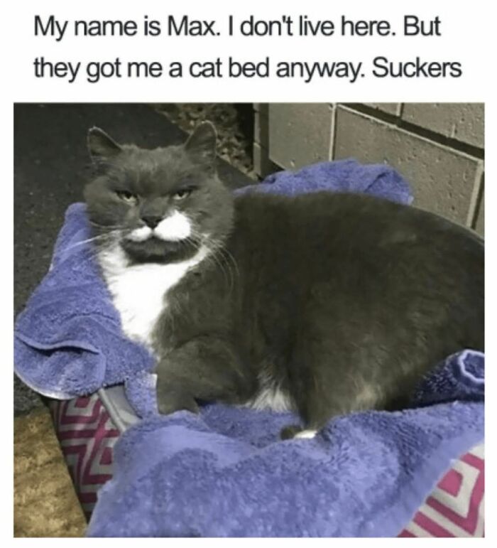 50 Cat Memes That Might Make Your Holidays Way More Special