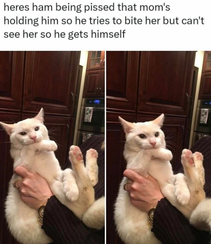 50 Cat Memes That Might Make Your Holidays Way More Special