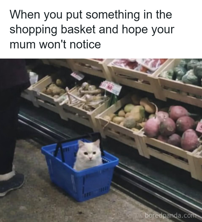 79 Animal Memes To Scroll Through While Your Pet Is Sleeping 79 Animal Memes To Scroll Through While Your Pet Is Sleeping