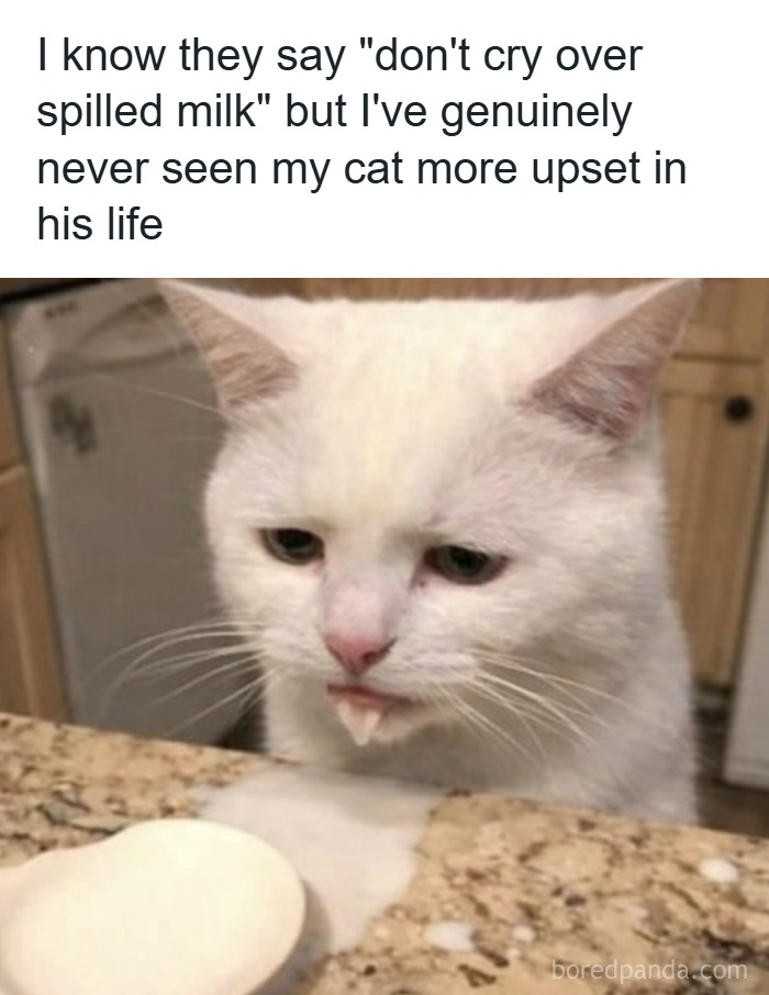 79 Animal Memes To Scroll Through While Your Pet Is Sleeping 79 Animal Memes To Scroll Through While Your Pet Is Sleeping