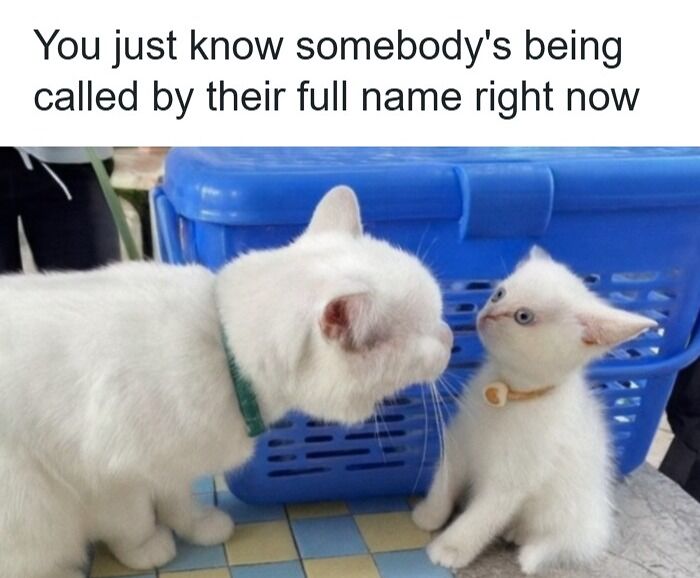 79 Animal Memes To Scroll Through While Your Pet Is Sleeping 79 Animal Memes To Scroll Through While Your Pet Is Sleeping