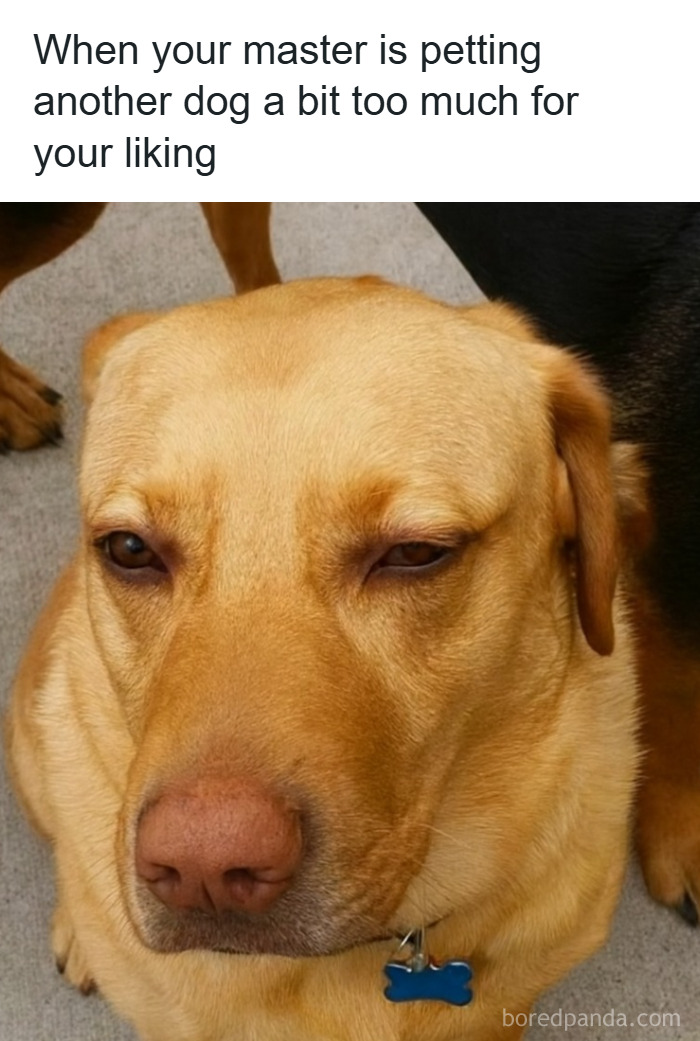 79 Animal Memes To Scroll Through While Your Pet Is Sleeping 79 Animal Memes To Scroll Through While Your Pet Is Sleeping