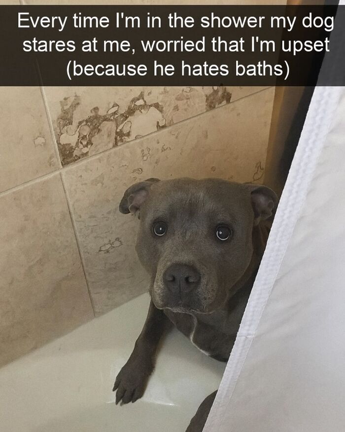 79 Animal Memes To Scroll Through While Your Pet Is Sleeping 79 Animal Memes To Scroll Through While Your Pet Is Sleeping