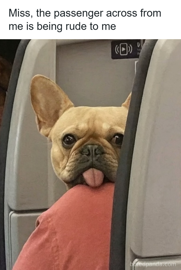 79 Animal Memes To Scroll Through While Your Pet Is Sleeping 79 Animal Memes To Scroll Through While Your Pet Is Sleeping