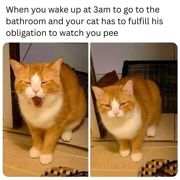 79 Animal Memes To Scroll Through While Your Pet Is Sleeping 79 Animal Memes To Scroll Through While Your Pet Is Sleeping