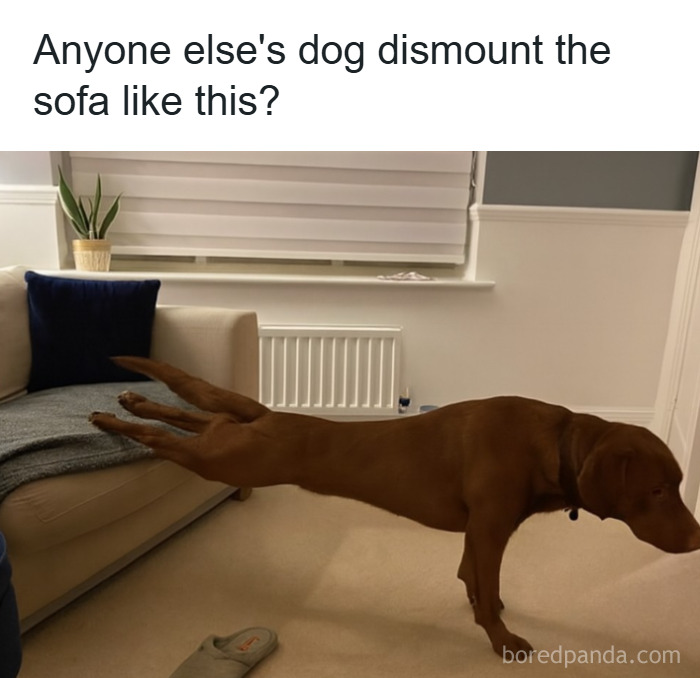 79 Animal Memes To Scroll Through While Your Pet Is Sleeping 79 Animal Memes To Scroll Through While Your Pet Is Sleeping