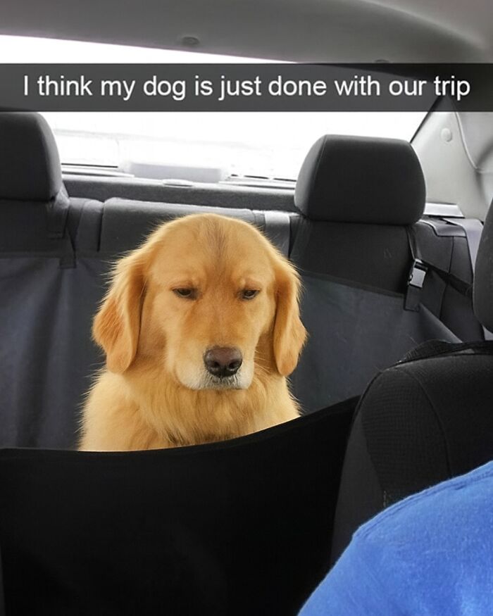 79 Animal Memes To Scroll Through While Your Pet Is Sleeping 79 Animal Memes To Scroll Through While Your Pet Is Sleeping