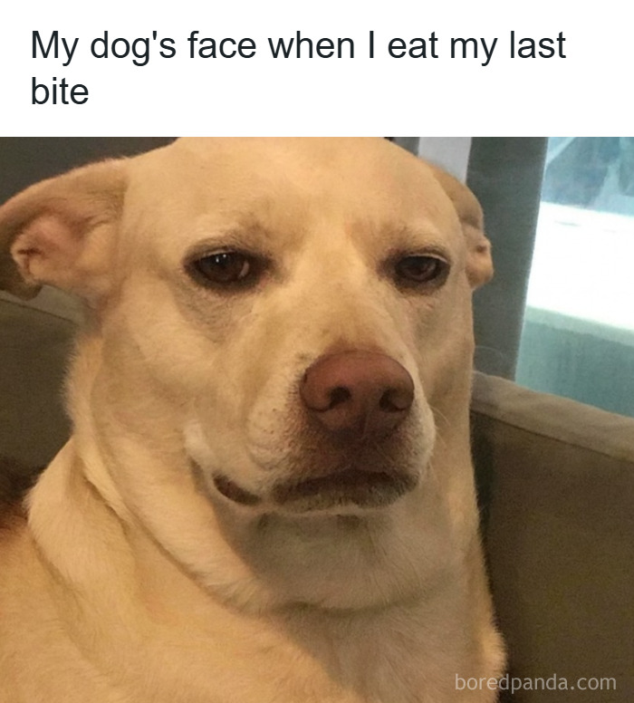 79 Animal Memes To Scroll Through While Your Pet Is Sleeping 79 Animal Memes To Scroll Through While Your Pet Is Sleeping