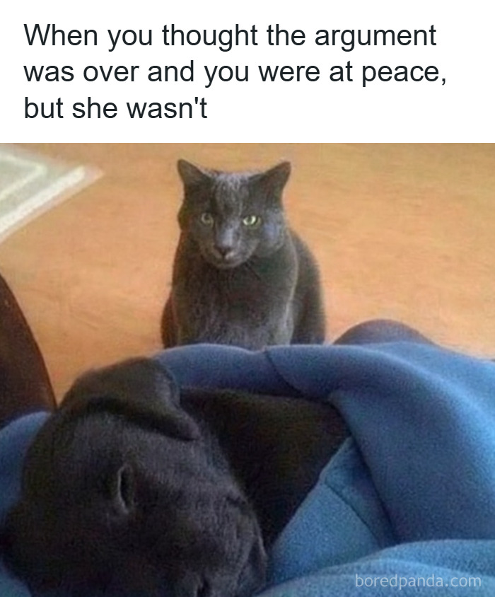79 Animal Memes To Scroll Through While Your Pet Is Sleeping 79 Animal Memes To Scroll Through While Your Pet Is Sleeping