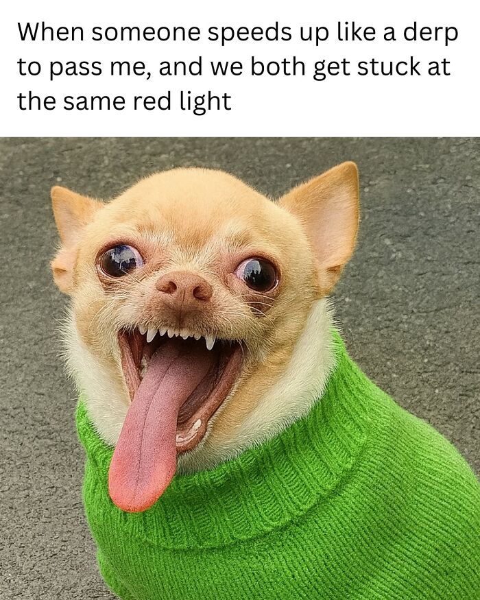 79 Animal Memes To Scroll Through While Your Pet Is Sleeping 79 Animal Memes To Scroll Through While Your Pet Is Sleeping