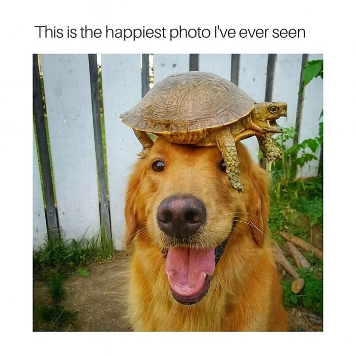 79 Animal Memes To Scroll Through While Your Pet Is Sleeping 79 Animal Memes To Scroll Through While Your Pet Is Sleeping