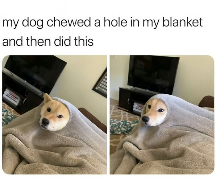 79 Animal Memes To Scroll Through While Your Pet Is Sleeping 79 Animal Memes To Scroll Through While Your Pet Is Sleeping