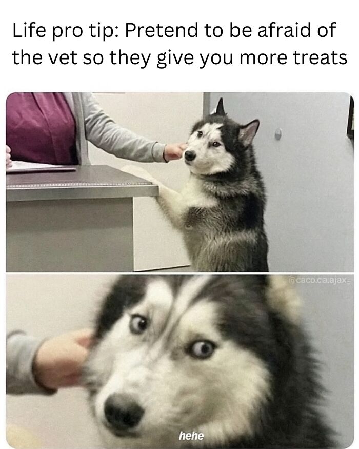 79 Animal Memes To Scroll Through While Your Pet Is Sleeping 79 Animal Memes To Scroll Through While Your Pet Is Sleeping